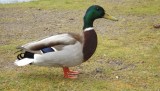DSCF0533