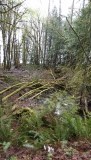 DSCF0539