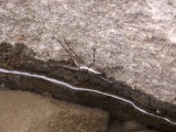 DSCF1480