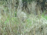 DSCF1560