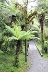 Tropisch regenwoud van Mount Aspiring National Park (3)