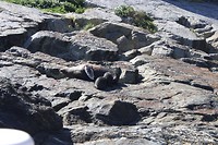 Milford Sound (3)