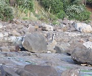 Curio Bay (3)