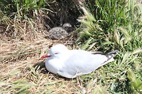 Otago Peninsula (1)