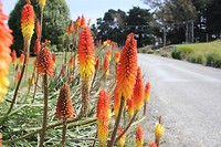 Flowers on fire