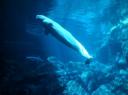 DSC00394-550