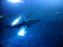 DSC00377-550