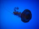 DSC00362-550