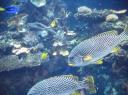 DSC00365-550