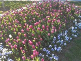 Tulips from Istanbul: Turkey claims that tulips are from Turkey, not from Holland