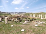 Sheep and goats wandering through ruins of Jarash