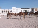 Dromedari in the center of Doha