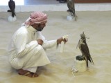 Taking care of a falcon