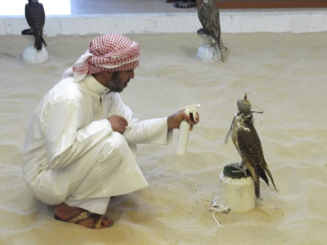 Taking care of a falcon