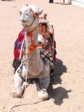 Camel