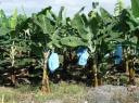 P1010513Bananenplantage-550