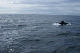 Whale watching Cape Breton