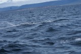 Whale watching Cape Breton