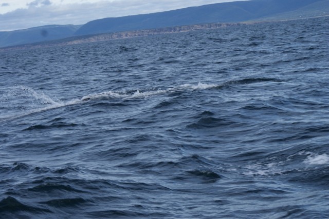 Whale watching Cape Breton