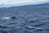 Whale watching Cape Breton