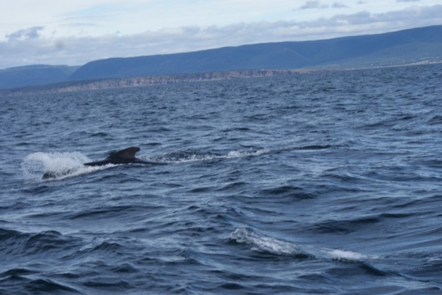 Whale watching Cape Breton