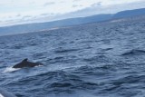 Whale watching Cape Breton