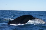 walvis 1