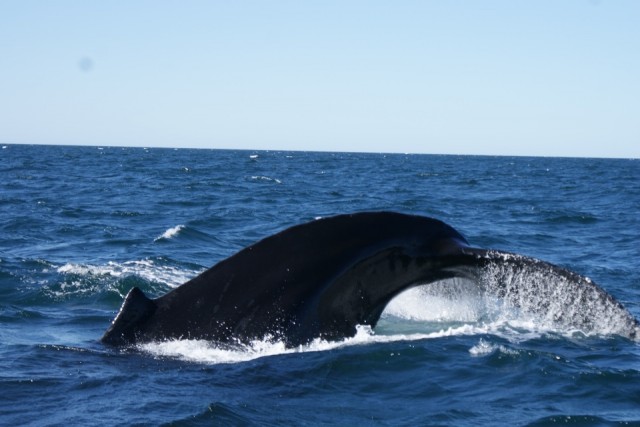 walvis 1