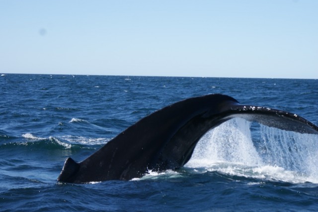 walvis 2