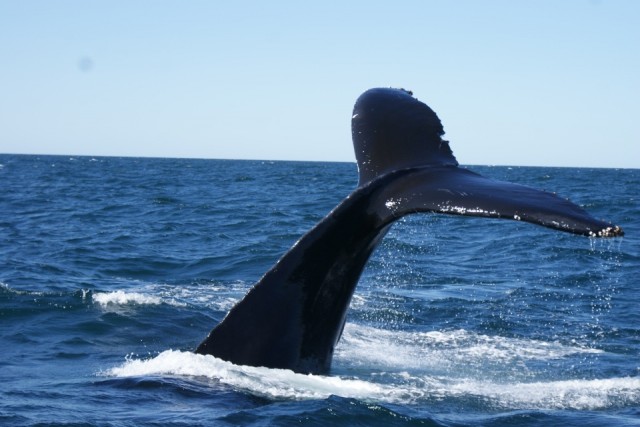 walvis 3