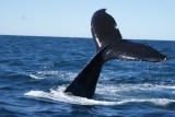 walvis 4