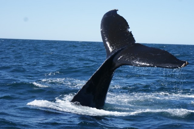 walvis 4