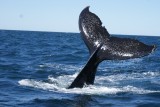 walvis 5