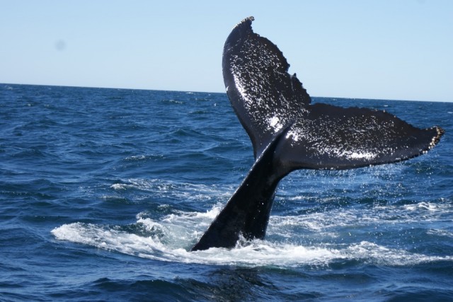walvis 5