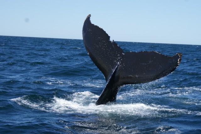 walvis 6