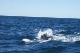 walvis 7