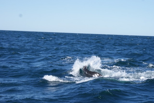 walvis 7