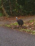 Cassowary
