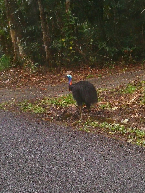 Cassowary