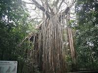 Curtain Fig Tree