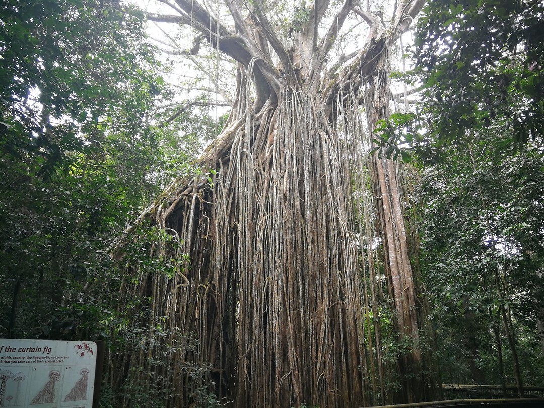 Curtain Fig Tree