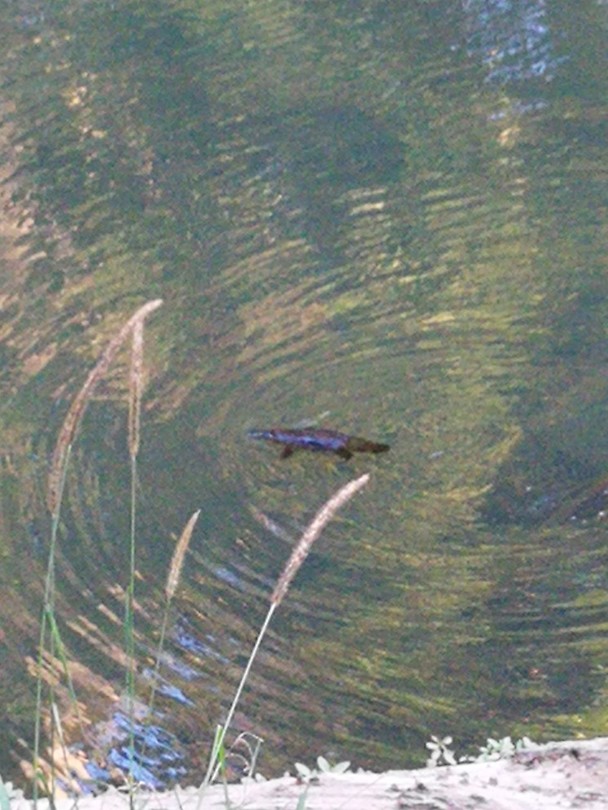 Vogelbekdier