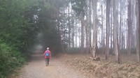 Morning mist in the eucaliptus woods