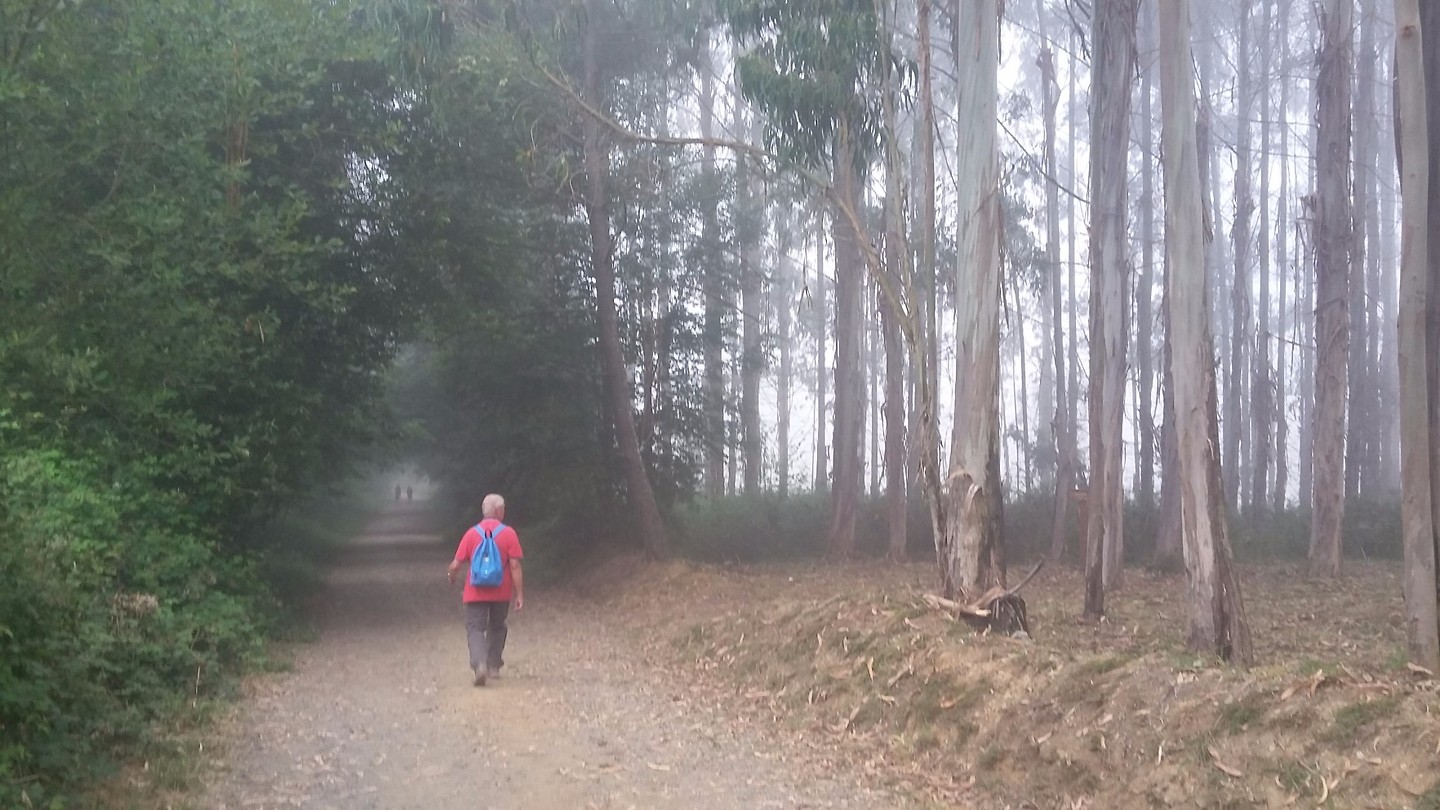 Morning mist in the eucaliptus woods