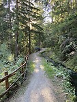 On the way to Aosta. A path along the wooded hill side