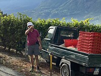 Harvesting grapes in the vineyards of the Aosta valley