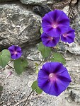Ipomea