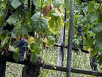 The grapes hanging for the picking in Saint Vincent on the slopes of Aosta Valley