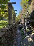 A narrow path through the grape vines