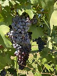 Nebbiolo grapes are dominant in this region of Piemonte